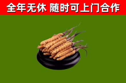 郑州回收冬虫夏草