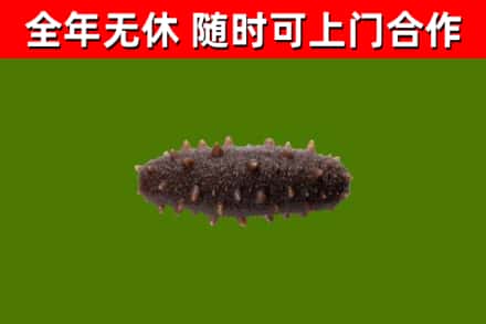 郑州回收海参干